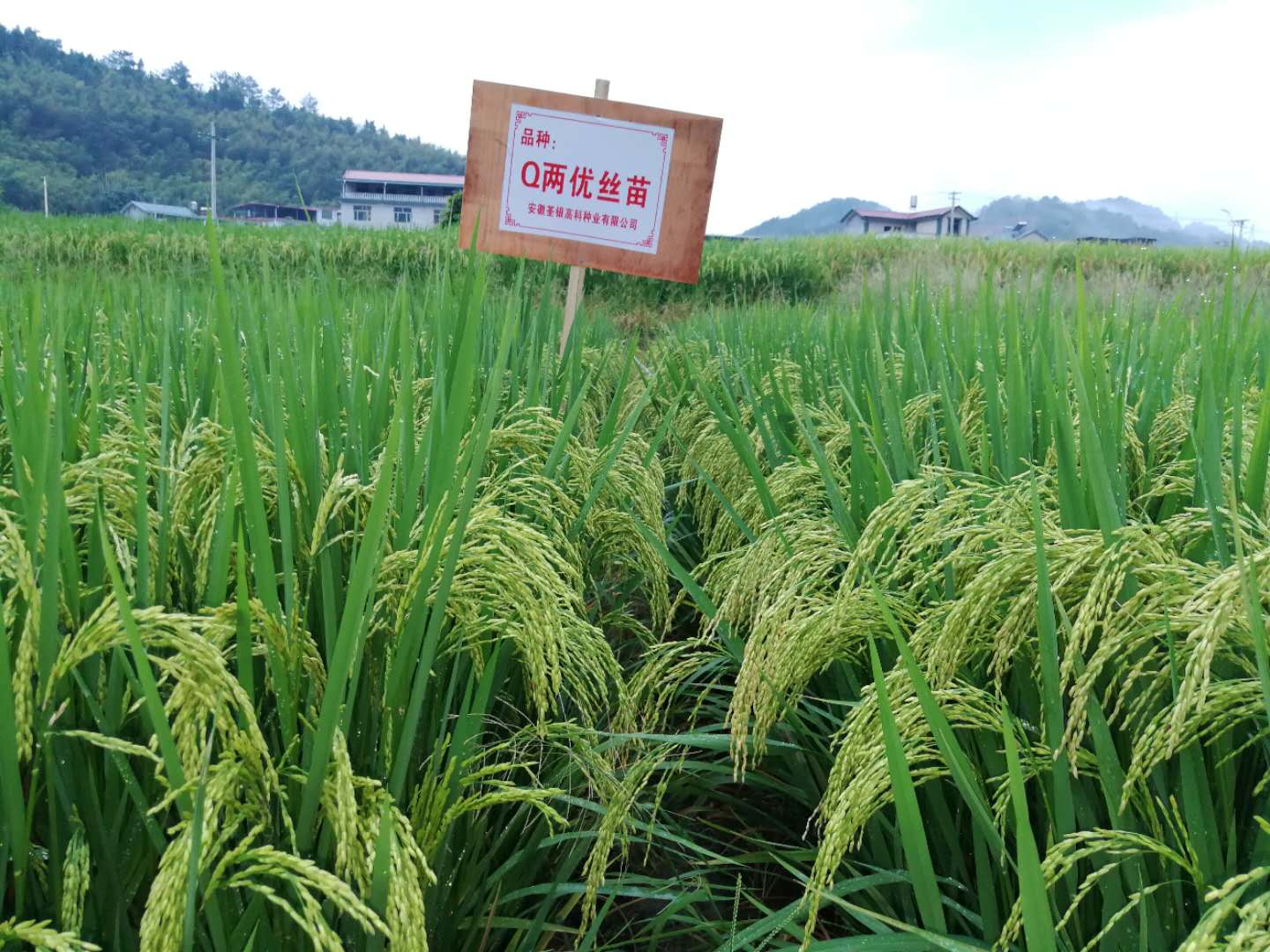 Q兩優絲苗1.jpg Q兩優絲苗1.jpg