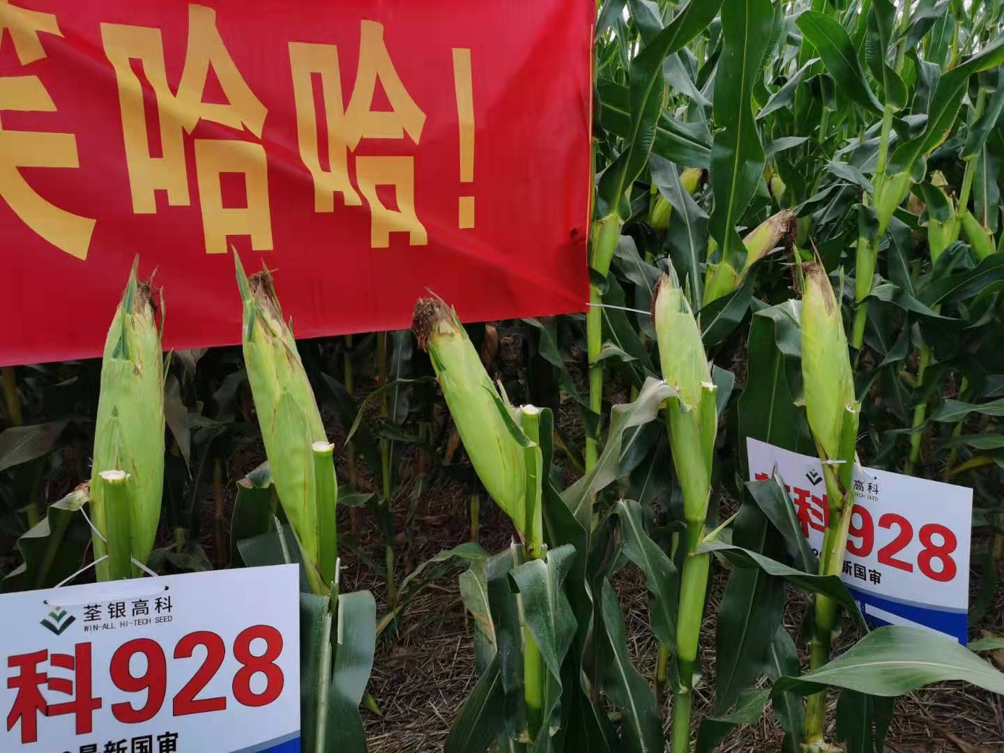 荃科928-穗子大、穗子勻.jpg 荃科928-穗子大、穗子勻.jpg