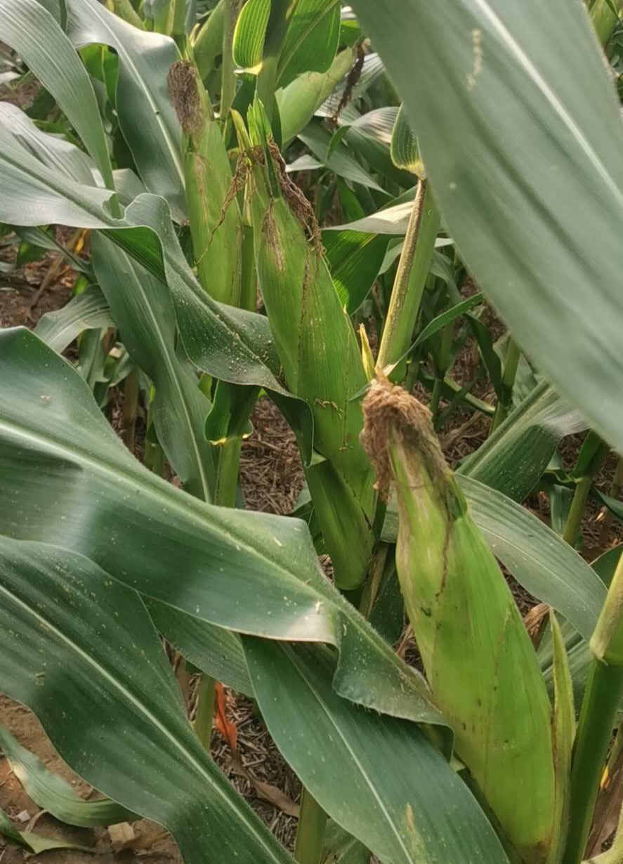 荃科789-果穗均勻.jpg 荃科789-果穗均勻.jpg