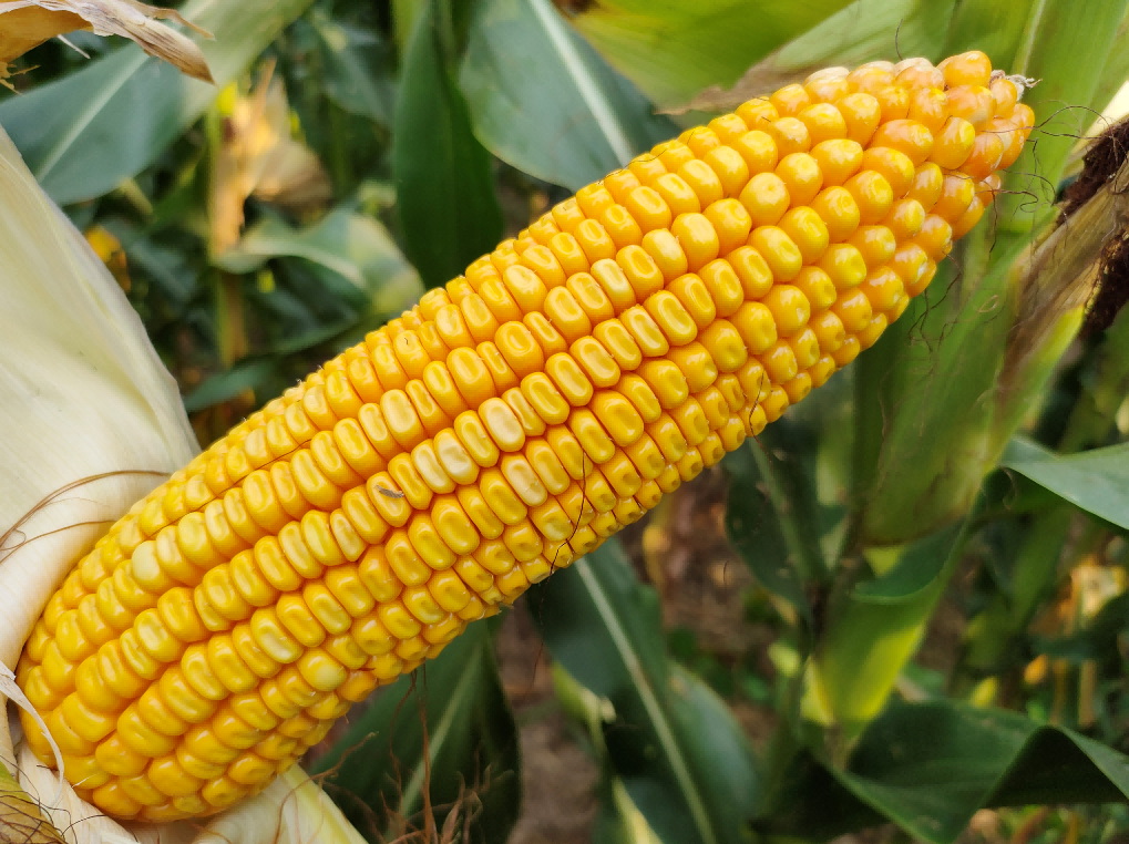 2、荃玉985.png 2、荃玉985.png